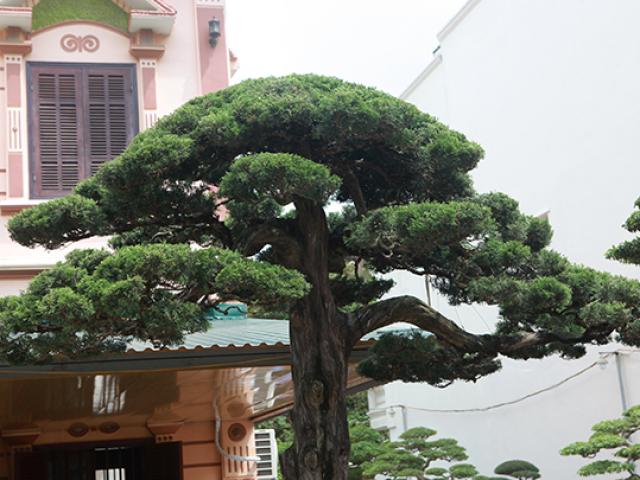 Choáng với cây cảnh hơn 300 tuổi của đại gia Phú Thọ, có người trả 23 tỷ vẫn không bán