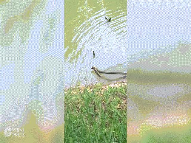 Video: Hổ mang chúa đuổi theo cắn chết đồng loại rồi nuốt trọn