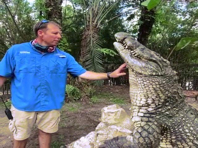 Video: Sửng sốt màn gãi ngứa cho cá sấu ”khủng”