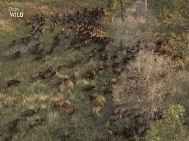 Video: Sư tử bỏ chạy té khói khi bị ”500 anh em” trâu rừng ”đánh hội đồng”