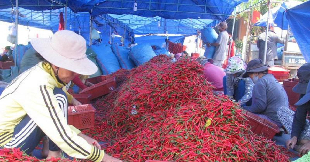 Thực hư Trung Quốc cấm nhập ớt từ Việt Nam