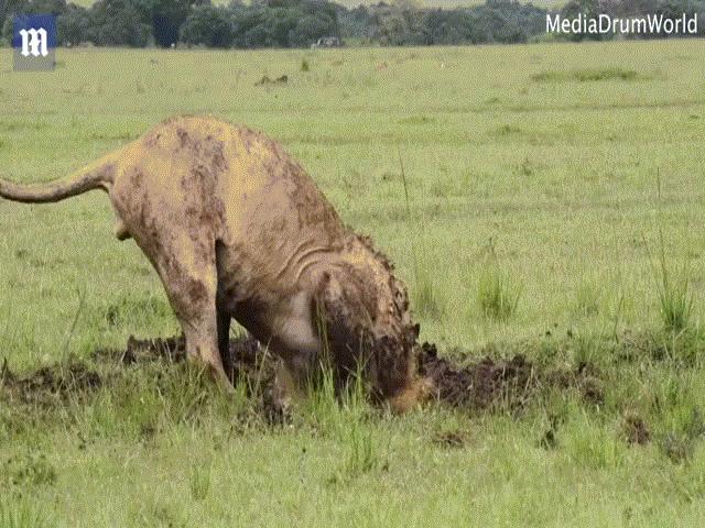 Video: Sư tử đào đất suốt 7 tiếng và thành quả không ngờ