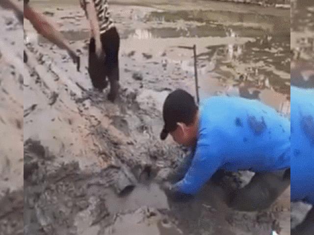 Video: Thò tay xuống bùn bắt ba ba, nam thanh niên ”giật bắn người” vì con vật đáng sợ này