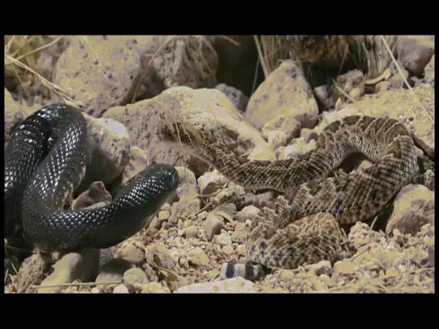 Video: Sở hữu nọc độc kinh người, rắn chuông bị rắn vua đen siết chết rồi nuốt gọn