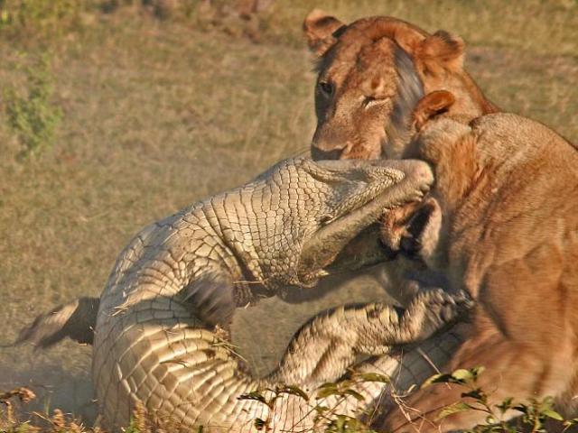 Bị 2 con sư tử vây hãm, cá sấu phản kháng quyết liệt giành giật sự sống