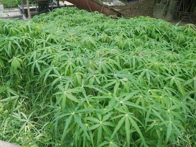 Món rau nhà nghèo thành đặc sản, chị em lùng mua tích trữ ăn dần vì sợ hết mùa