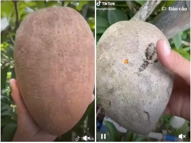 Bổ quả hồng xiêm ”siêu to khổng lồ” trồng trong vườn, phần ruột khiến tất cả ngạc nhiên