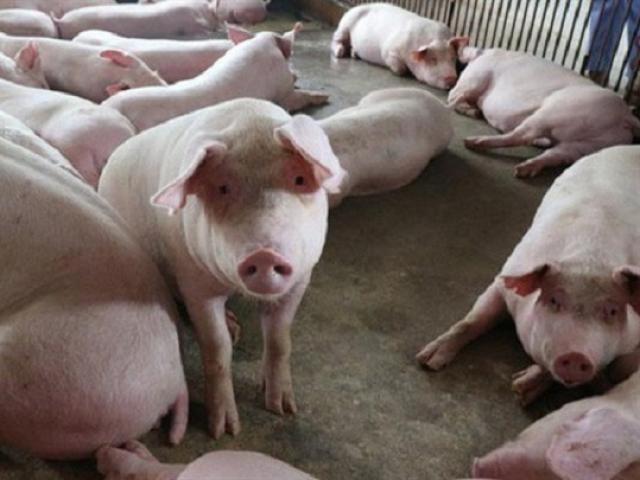 Nhờ chăn nuôi lợn, C.P lợi nhuận gần 1 tỷ USD, ngang ngửa Honda và Samsung