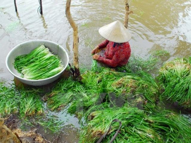 Thứ ”của trời cho” ở Việt Nam, tự xuất hiện rồi biến mất, giá 30.000 đồng/kg