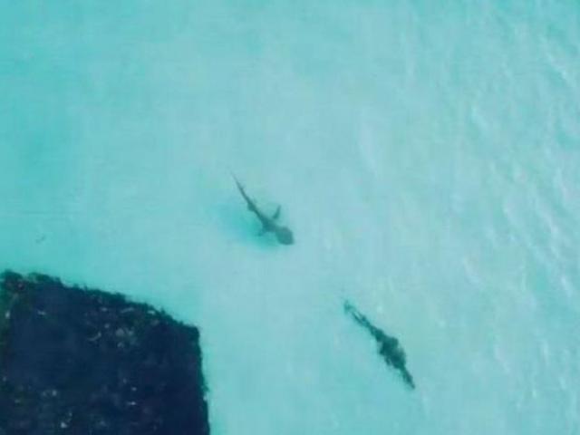 Cá mập đuổi bắt cá sấu ngay gần người lướt sóng và cái kết bất ngờ