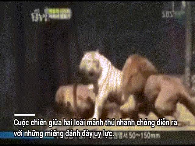 Video: Hổ trắng một mình chấp hai sư tử
