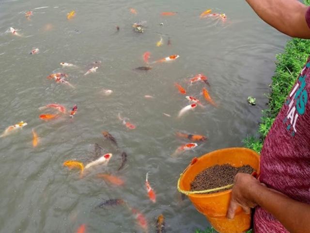 Nuôi loài cá sống dai cả thế kỉ, nhiều người Việt kiếm trăm triệu dễ dàng
