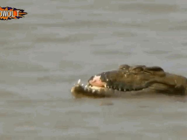 Giành mồi với đồng loại, cá sấu bị bẻ gãy hàm trên