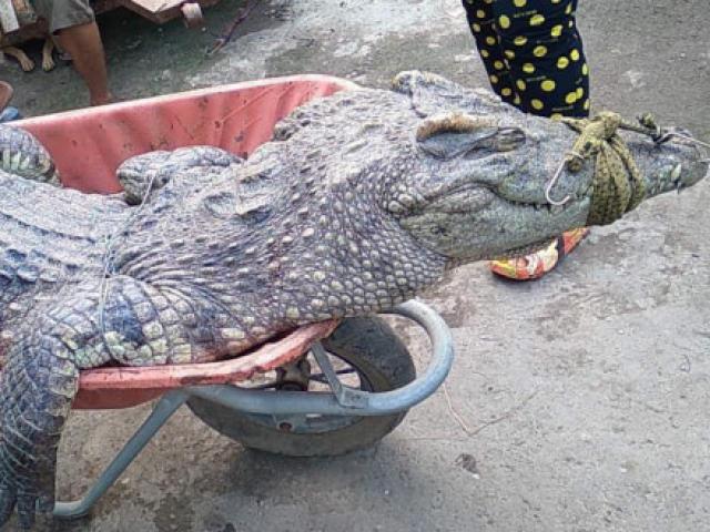 Tin tức 24h qua: Liên tiếp chạm trán với cá sấu ”khủng” trên kênh ở Bình Chánh