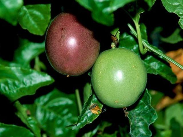 3 loại quả ở Việt Nam mọc dại, sang ”nước người ta” thành đặc sản giá đắt không tưởng