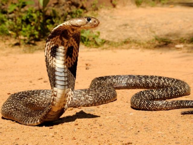 Thằn lằn ”khủng” hạ đo ván rắn hổ mang bành