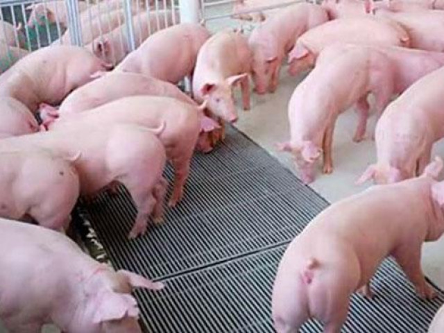 Giá lợn hơi giảm mạnh, thấp nhất 67.000 đồng/kg