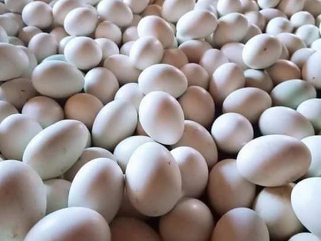 Covid-19 bùng phát, trứng vịt lộn ế ẩm, lò ấp lỗ nửa triệu đồng mỗi ngày