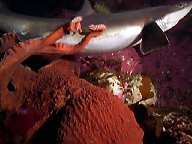 Bạch tuộc phục kích tấn công cá mập và cái kết cho kẻ yếu thế