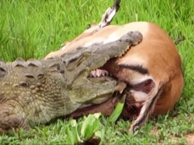 Video: Nằm gọn trong miệng cá sấu, linh dương impala vẫn thoát chết khó tin vì điều này