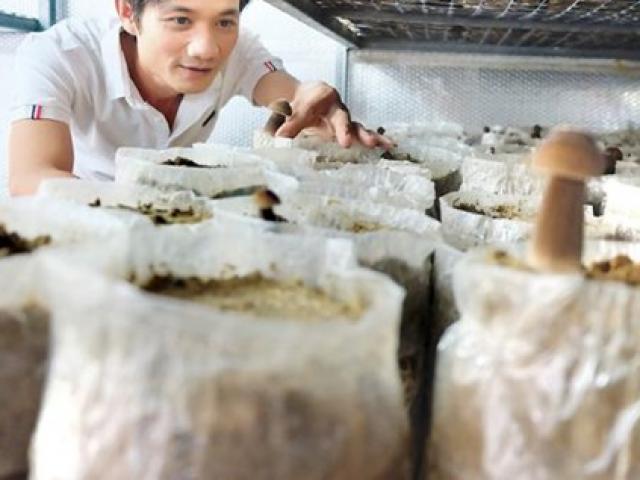 ”Mỏ vàng” xuất hiện tại ổ mối ở Việt Nam, giá tiền triệu được khách lùng mua