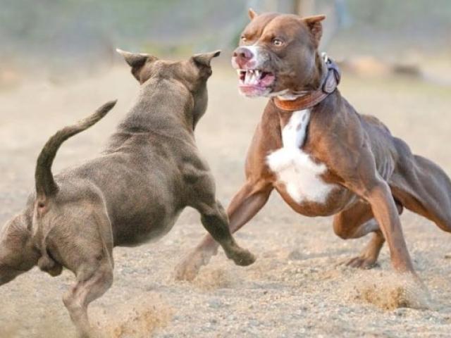 Cuộc chiến đẫm máu giữa Pitbull với loài chó được huấn luyện ”hết sức bình tĩnh”