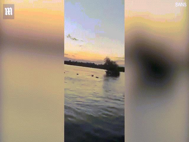 Video: Khoảnh khắc hà mã bất ngờ nổi điên, bơi cực nhanh rượt đuổi thuyền cao tốc
