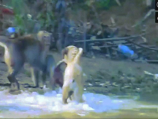 Video: Đàn chó hung dữ bắt khỉ từ dưới nước lên bờ để tấn công và cái kết bất ngờ