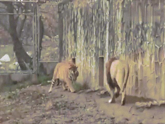 Video: Trận kịch chiến ”một mất một còn” giữa hổ và sư tử, kết cục ra sao?