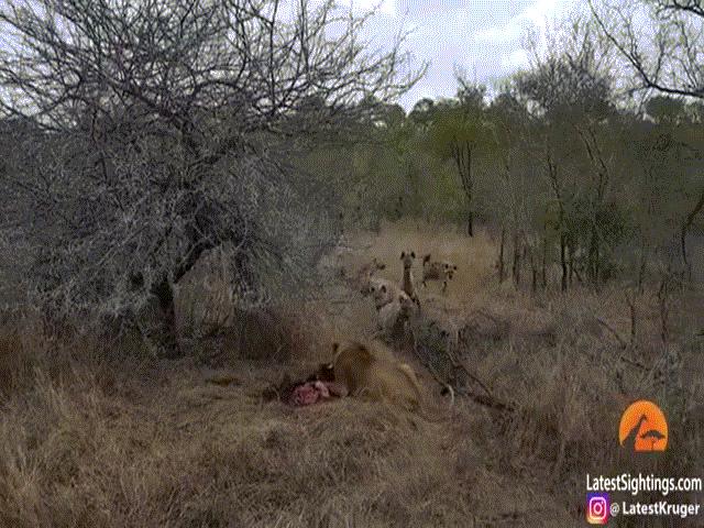 Video: ”Ỷ đông hiếp yếu” cướp mồi của cặp sư tử, linh cẩu nhận kết đắng