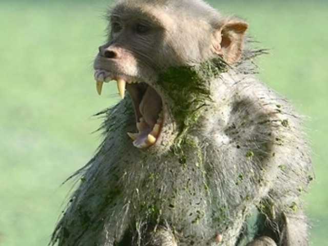 Khỉ hoang tấn công cháu bé tại Quảng Trị
