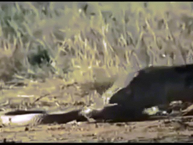 Video: Kỳ đà tung ”vũ khí bí mật” hạ sát rắn hổ mang rồi ăn thịt trước mặt cầy Mangut