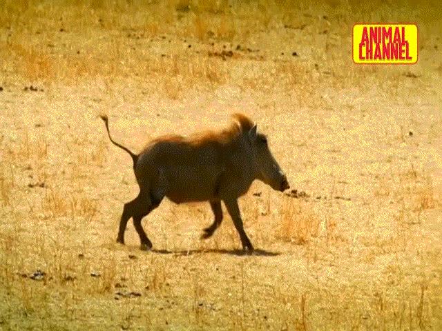 Video: Bị lợn rừng ”máu chiến” truy đuổi, sư tử trèo vội lên cây