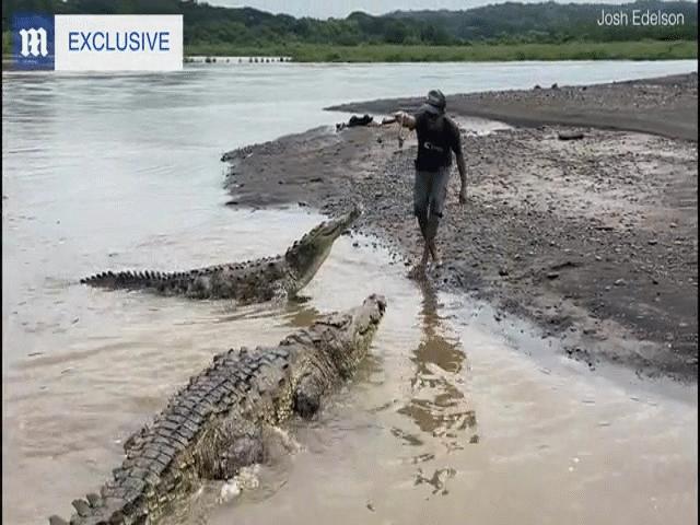 Video: Liều mạng ”dụ” cá sấu hoang dã khổng lồ dài hơn 5 mét lên bờ rồi cho ăn