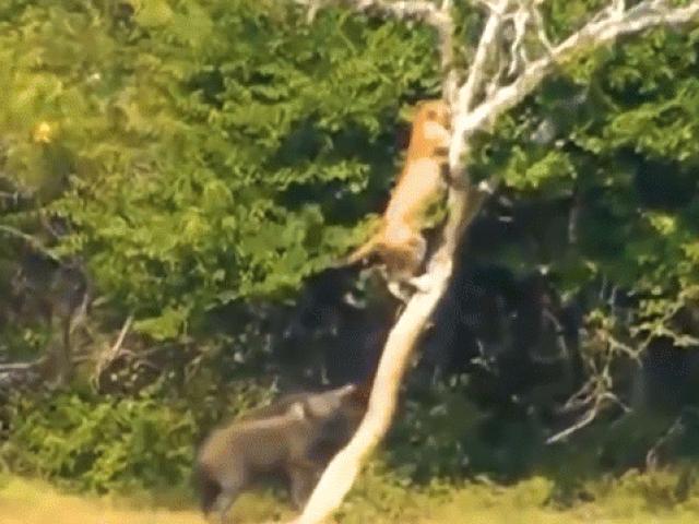 Sư tử ”truy sát” bị lợn rừng phản đòn và cái kết kỳ lạ