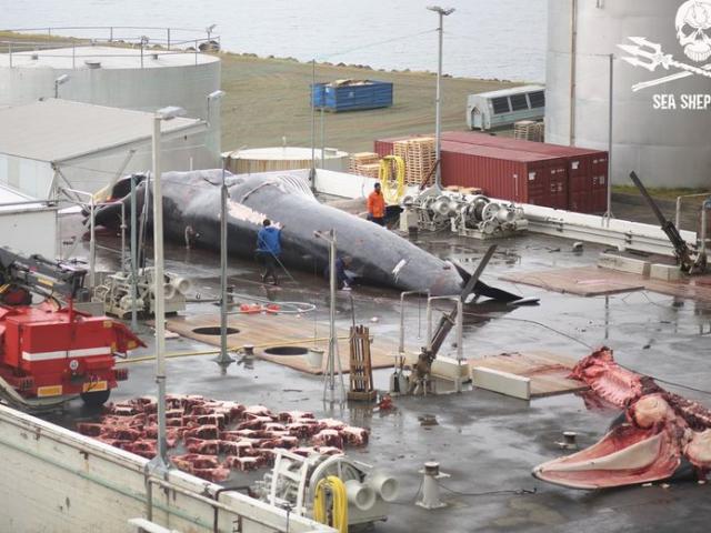 Iceland: Cảnh xẻ thịt cá voi to như tàu ngầm, bào thai vứt thùng rác