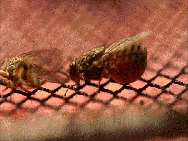 Loài côn trùng truyền bệnh chết người nguy hiểm hơn cả muỗi