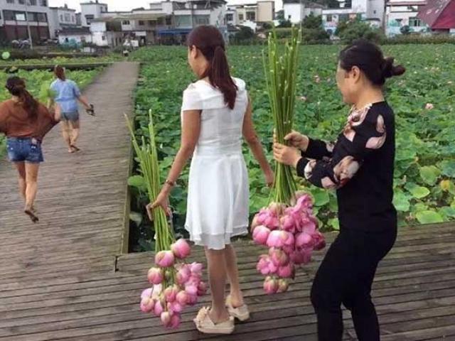 TQ: Công viên đóng cửa đến hết năm vì du khách hái trụi sen