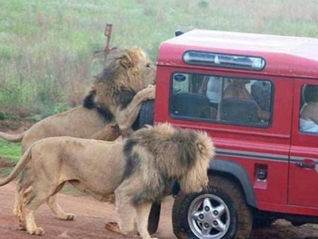 Bạn có thể giáp mặt sư tử gần tới mức khó tin ở Công viên quốc gia Kruger