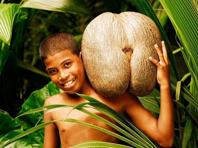 Đỏ mặt loại dừa ”độc nhất vô nhị” thế giới giống hệt vòng ba phụ nữ