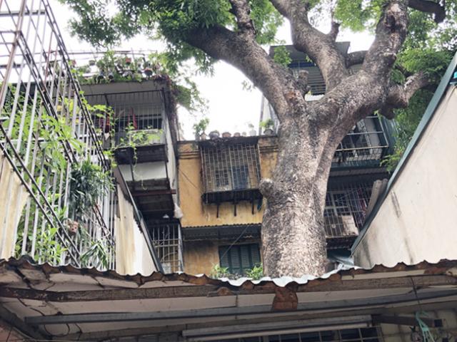 Cây ”xuyên thủng” hàng chục nhà tại khu tập thể 60 năm tuổi của Hà Nội
