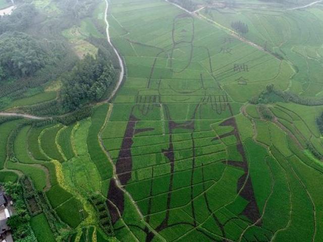 Độc đáo tượng Phật được ”tạc” trên ruộng bậc thang tại Trung Quốc