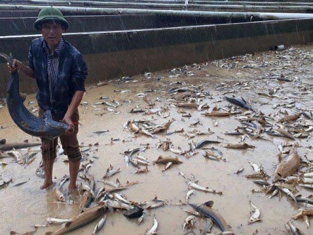 Thất thần: Lũ quét sạch trại ”cá tàu ngầm”, đại gia Lâm Đồng trắng tay