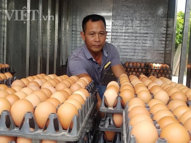 Nam Định có 1 tỷ phú nuôi gà đẻ vừa ”nín thở” chờ giá trứng tăng