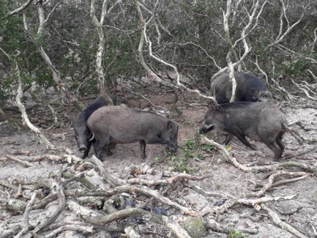 Chiêu săn lợn rừng có “một không hai” của thổ dân Châu Phi