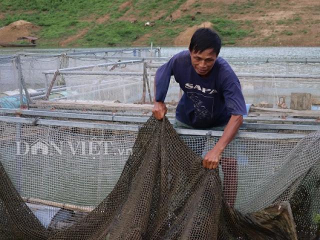 Xuống sông Đà nuôi nhốt cá, chỉ tốn cỏ voi, lá chuối mà có tiền to