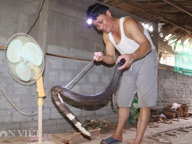 Ớn lạnh người đàn ông nuôi hơn 1.000 con ”mãng xà” cực độc ở Lào Cai