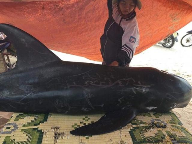 Cá voi dài 2m, nặng 150kg trôi dạt vào bờ biển Hà Tĩnh