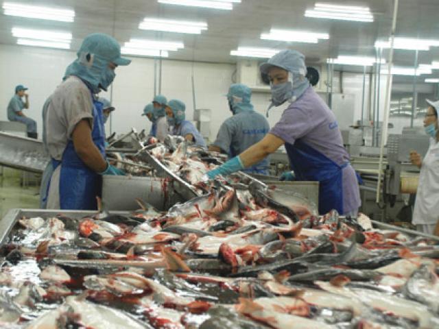Trung Quốc cũng tự nuôi, cá tra Việt hết ”một mình một chợ”