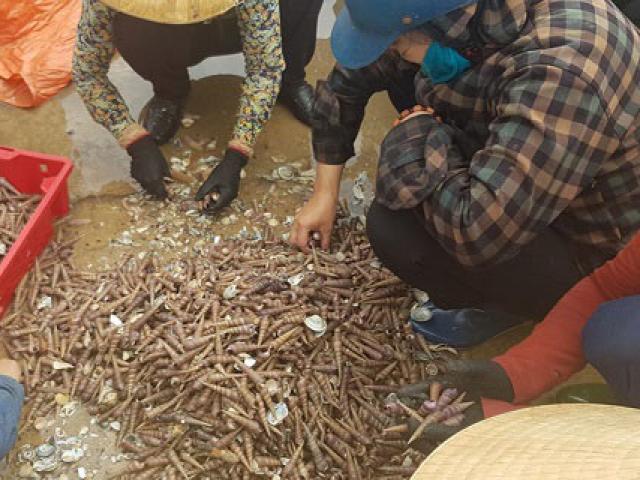 Ngư dân Hà Tĩnh ”trúng mánh”, mỗi ngày thu đến 20 triệu từ ốc xoắn, sò nhám